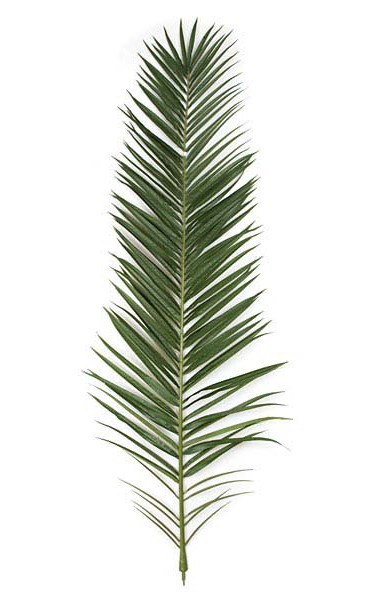 Palm Frond on sale