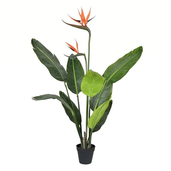 Earthflora > Bird of Paradise > 3' POTTED BIRD OF PARADISE